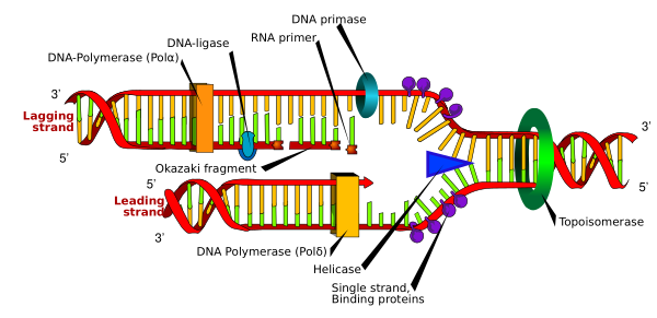 DNA Replication En