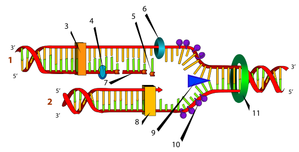 DNA Replication Numbered