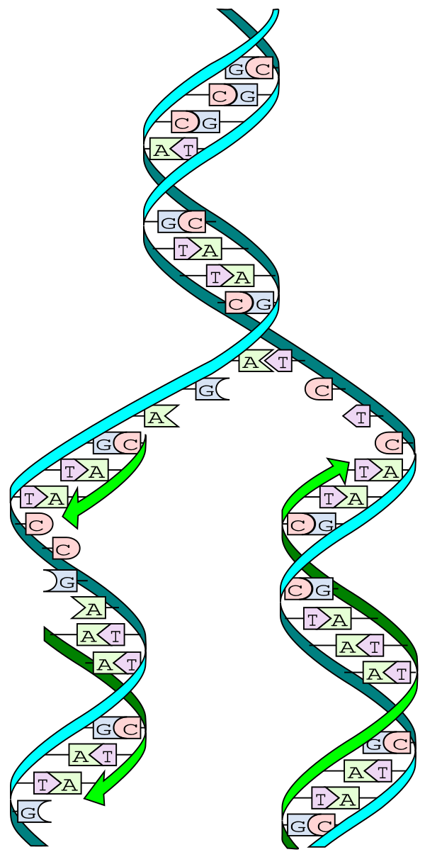 DNA Replication Split