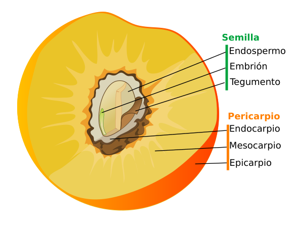 Drupe Fruit Diagram Es