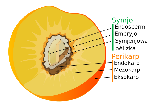 Drupe Fruit Diagram Hsb