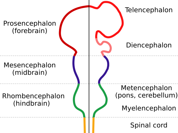 EmbryonicBrain