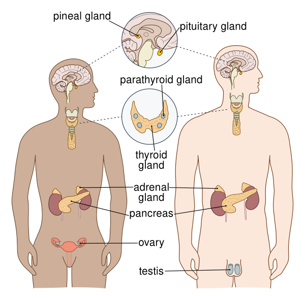 Endocrine English Vector