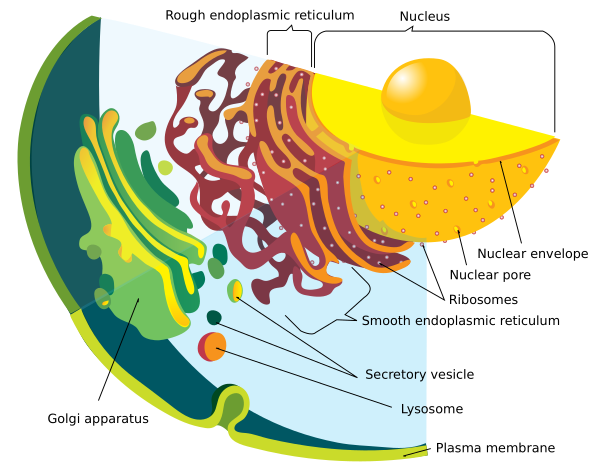 Endomembrane System Diagram En Vector