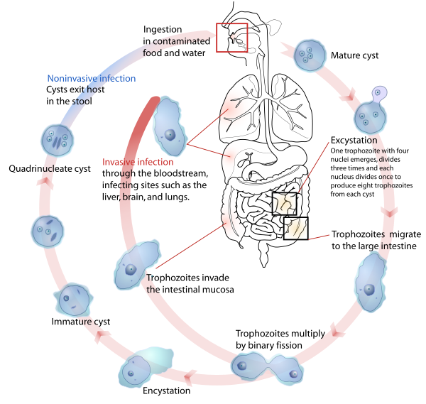 Entamoeba Histolytica Life Cycle En Vector