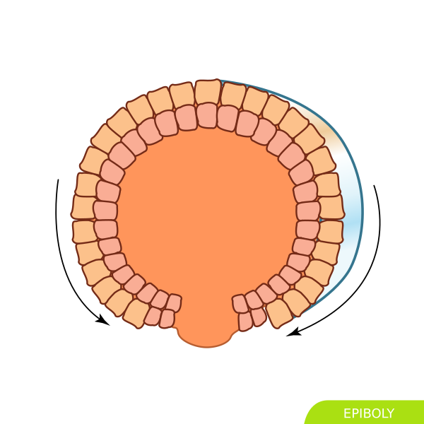 Epiboly Svg Hariadhi