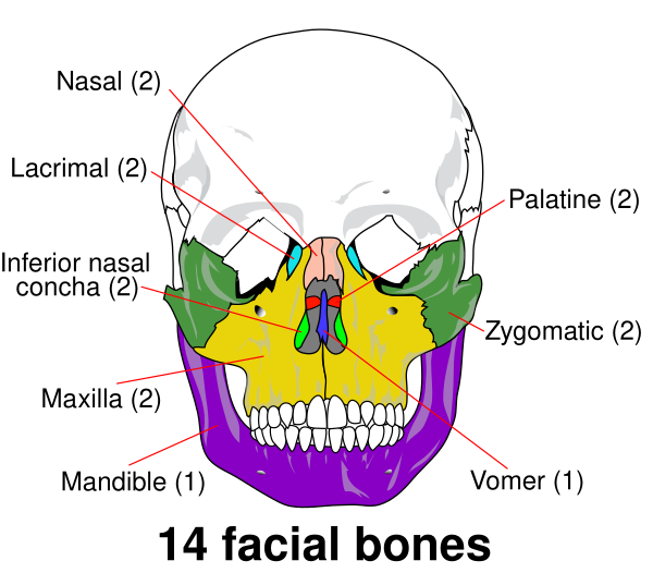 Facial Skeleton   En
