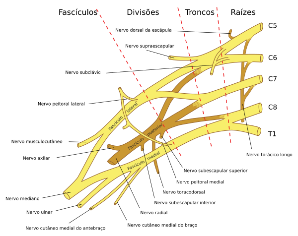 File:Brachial plexus 2 pt.svg