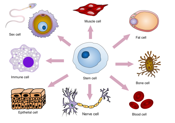 Final Stem Cell Differentiation (1)
