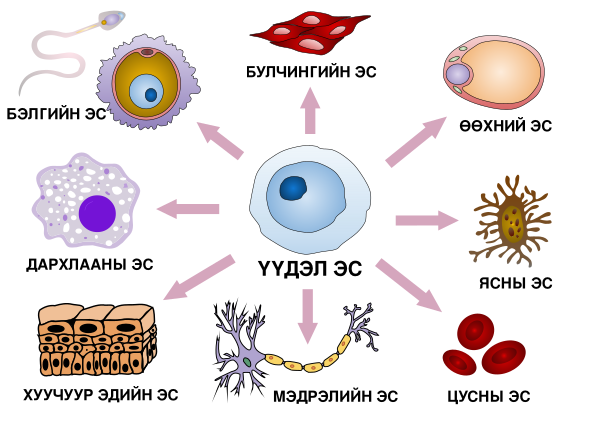 Final Stem Cell Differentiation Mn