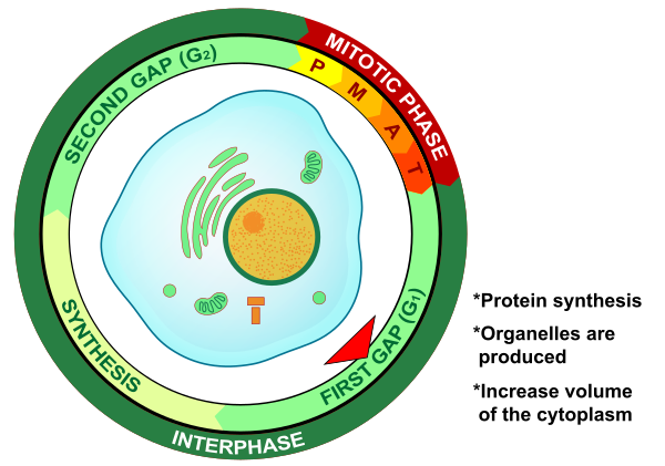 First Gap Cell Lifecycle