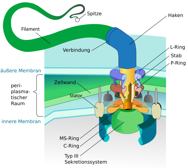 Flagellum Base Diagram De