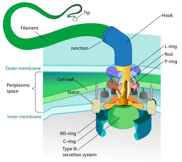 Flagellum Base Diagram En Vector