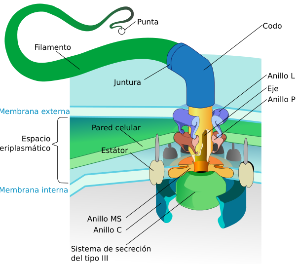 Flagellum Base Diagram Es
