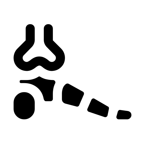 Foot Bones
