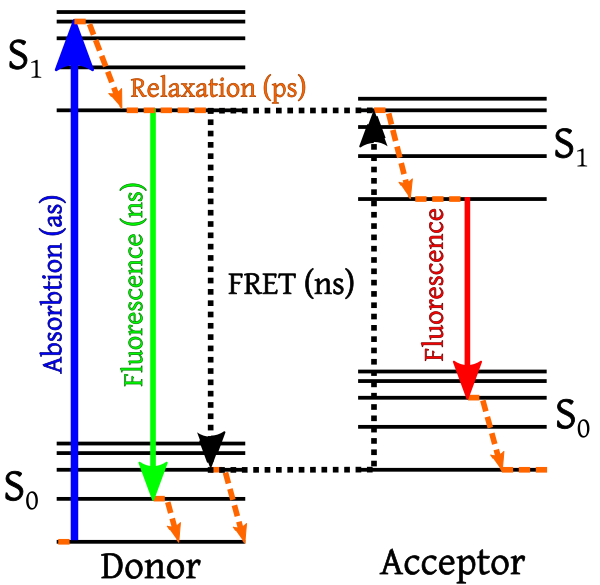 FRET Jablonski Diagram