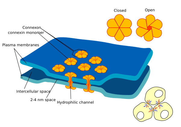 Gap Cell Junction En