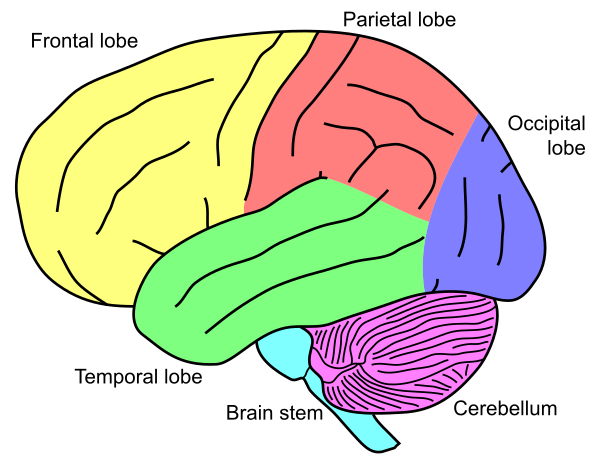 Gehirn, Lateral   Lobi + Stammhirn + Cerebellum Eng