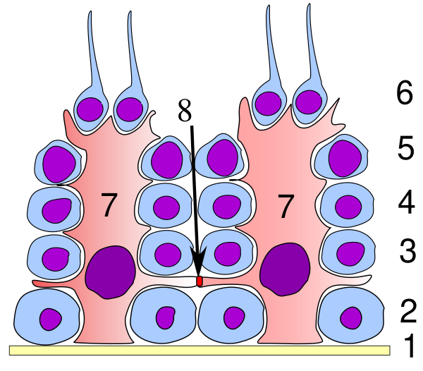 Germinal Epithelium Testicle
