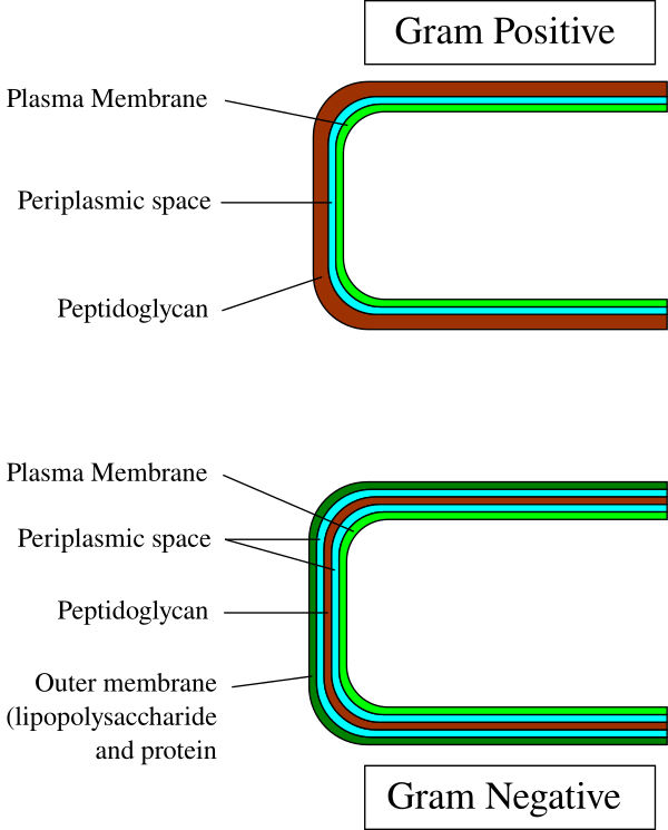 Gram Cell Wall Vector