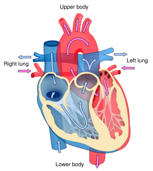 Heart Diagram Blood Flow En Vector