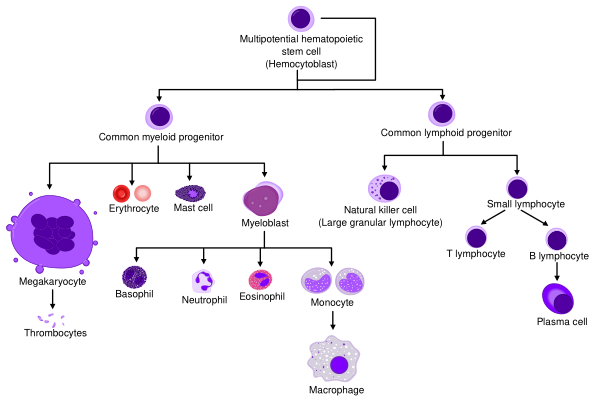 Hematopoiesis Simple