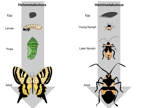 Holometabolous Vs. Hemimetabolous