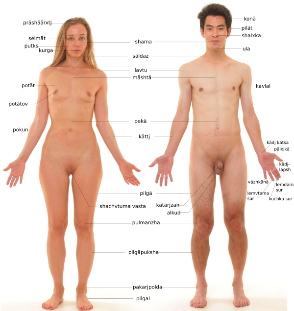 Human Anatomy In Moksha