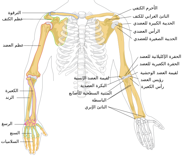 Human Arm Bones Diagram Ar