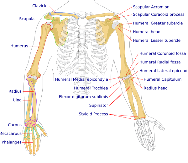 Human Arm Bones Diagram Vector