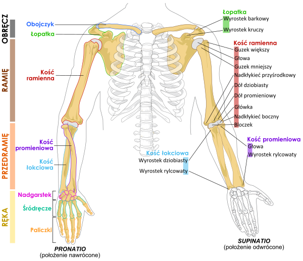 Human Arm Bones Diagram PL