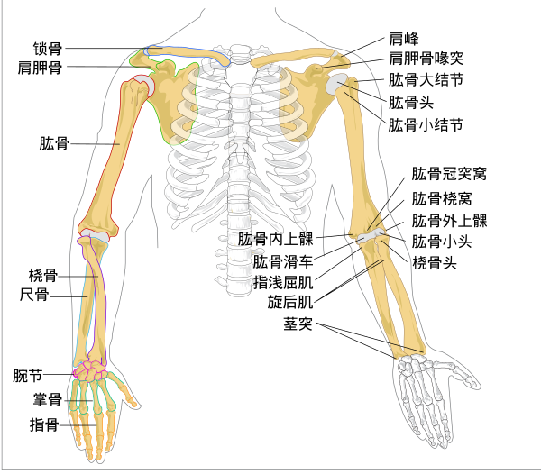 Human Arm Bones Diagram Zh