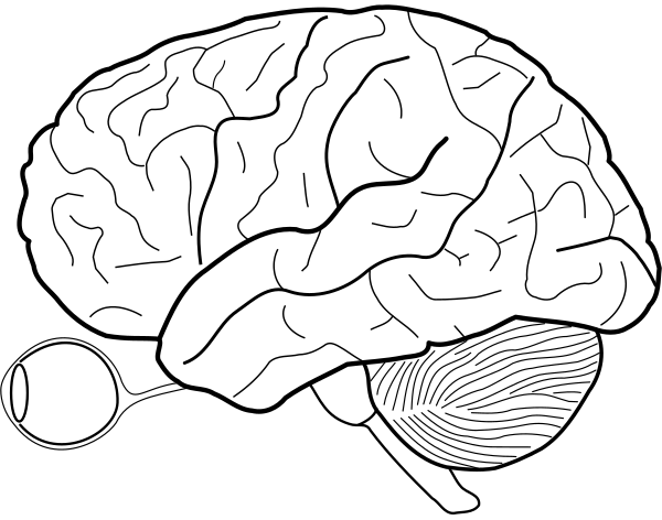 Human Brain Sketch With Eyes And Cerebrellum Vector