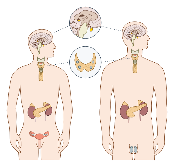 Human Endocrine Male & Female Svg No Labels