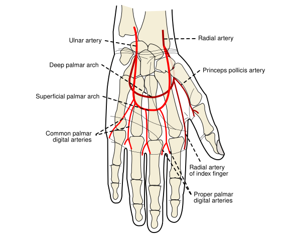 Human Hand Arteries Vector