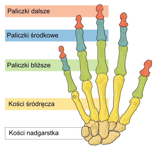 Human Hand Bones Simple PL