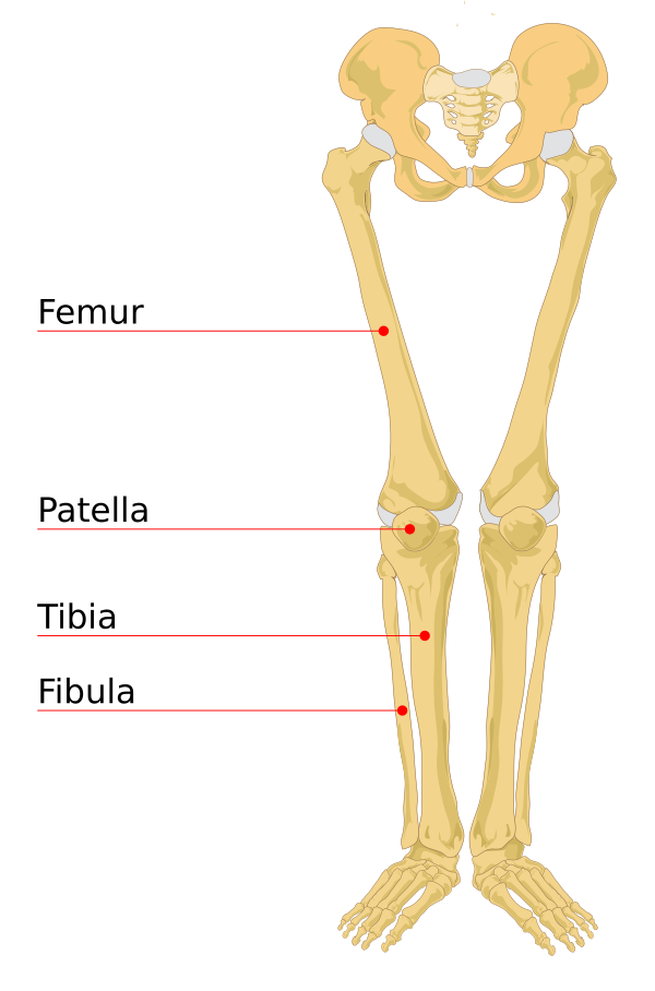 Human Leg Bones Labeled