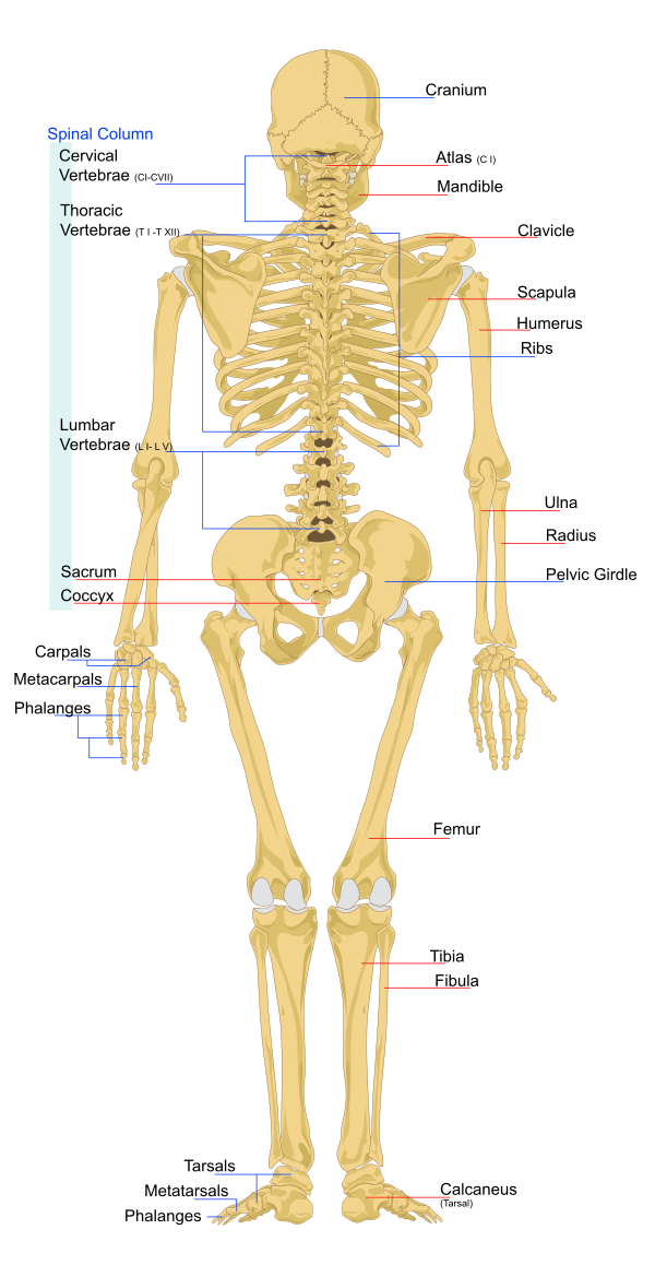 Human Skeleton Back En Vector