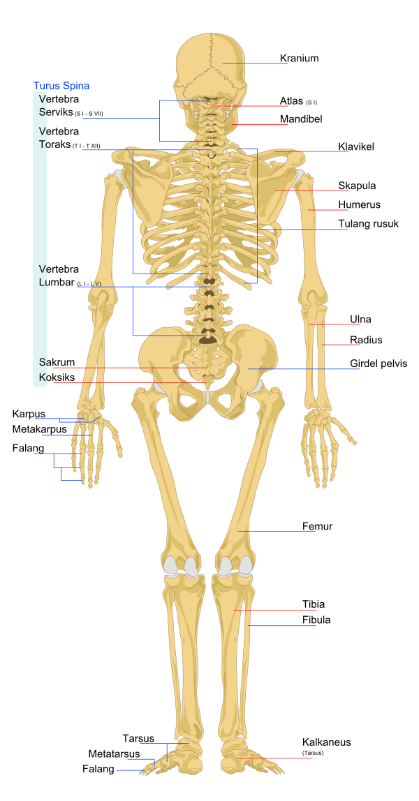Human Skeleton Back Ms