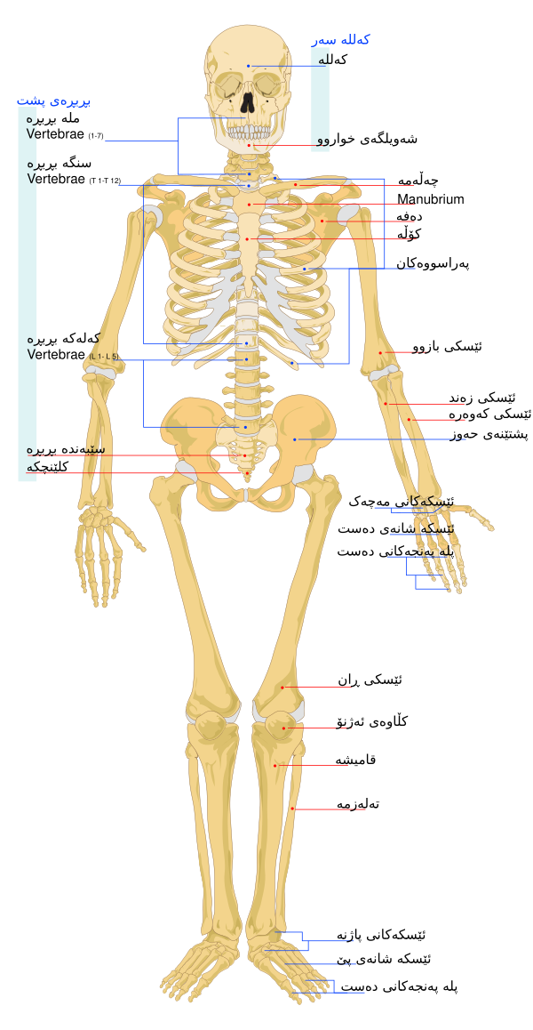 Human Skeleton Front Ckb