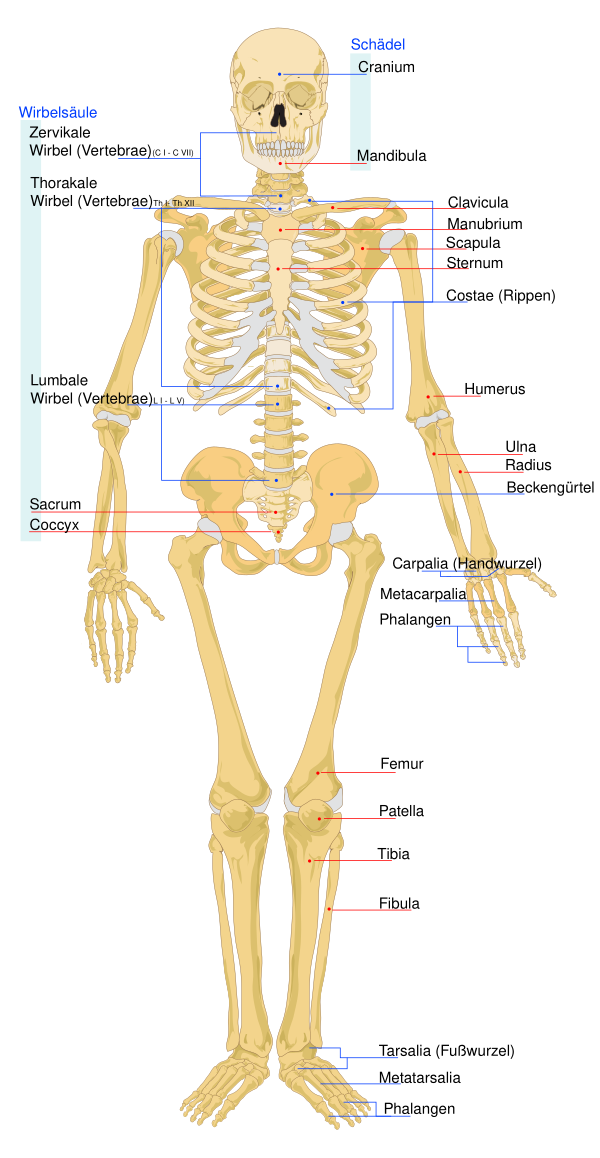 Human Skeleton Front De
