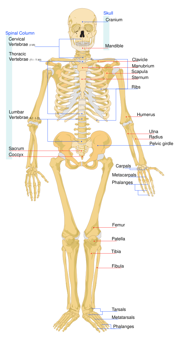 Human Skeleton Front En Vector