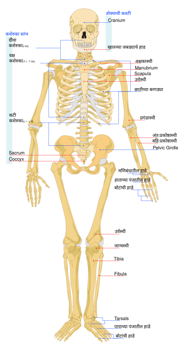 Human Skeleton Front En Mr