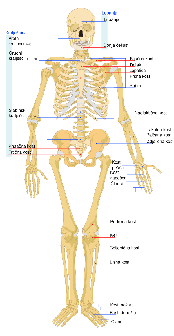 Human Skeleton Front Hr