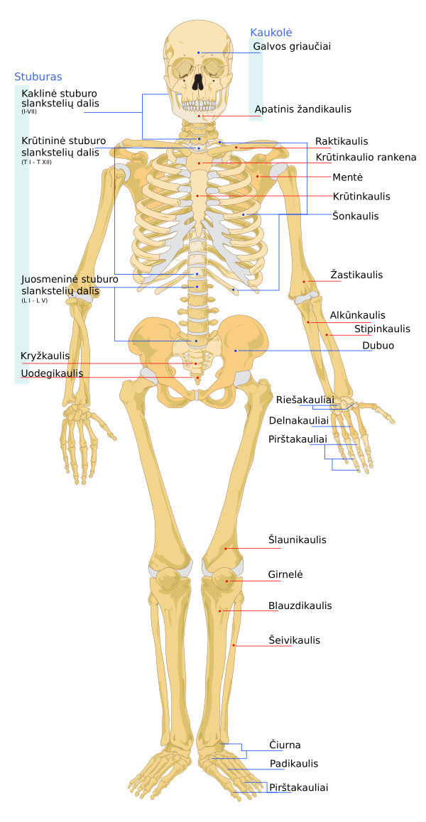 Human Skeleton Front Lt