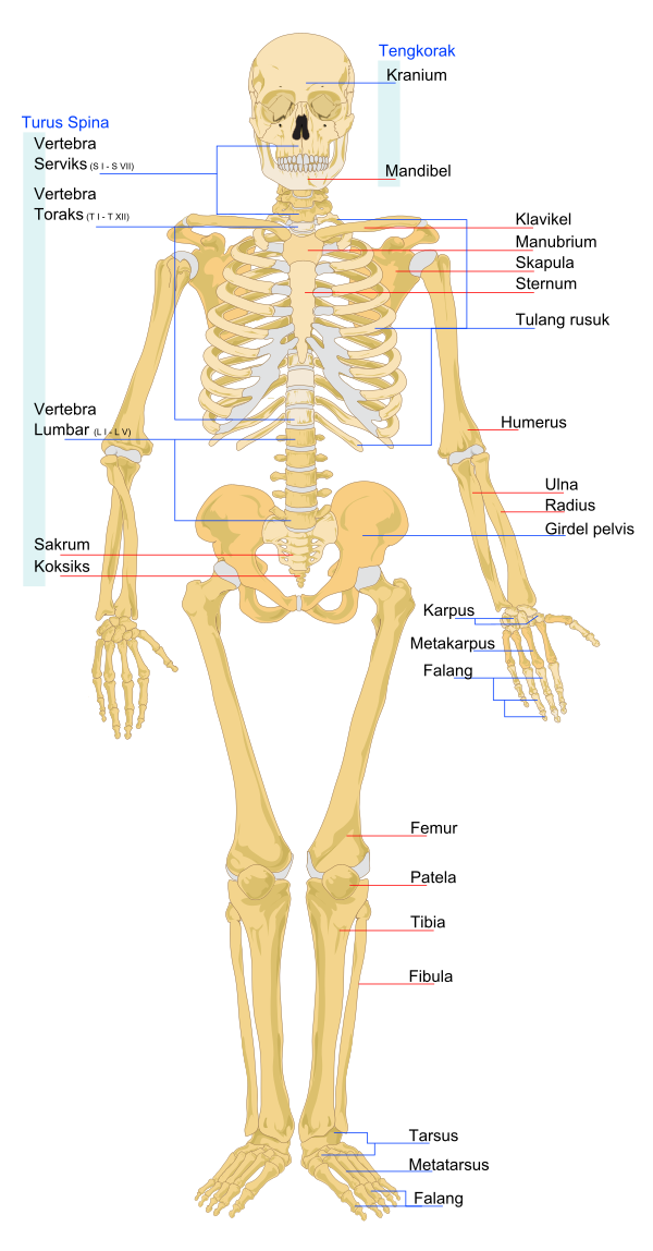 Human Skeleton Front Ms