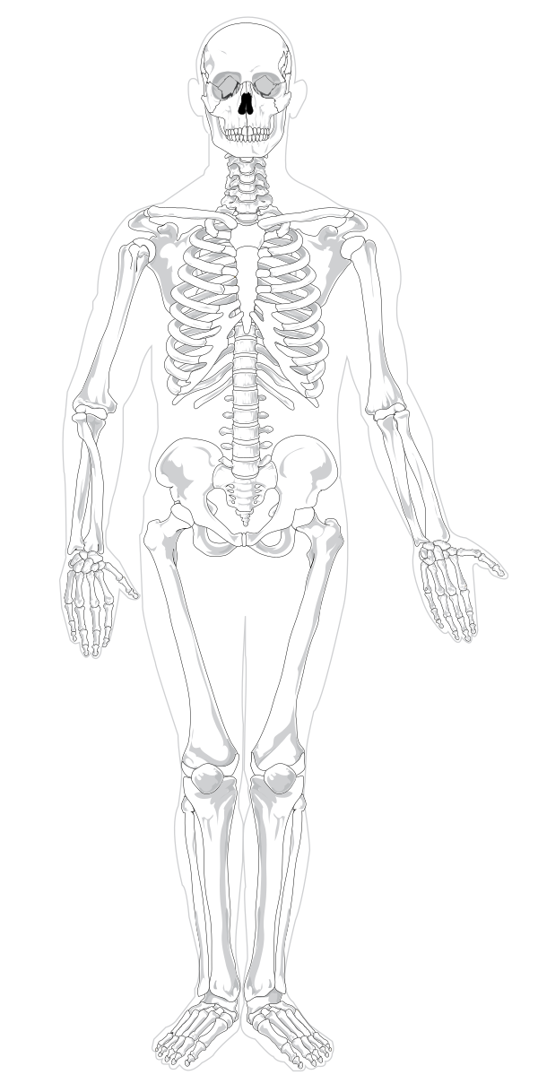Human Skeleton Front No Text No Color