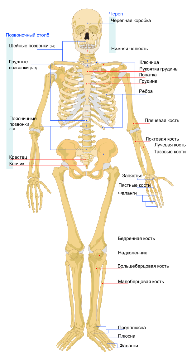 Human Skeleton Front Ru