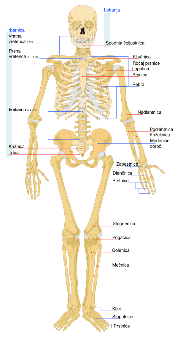 Human Skeleton Front Sl