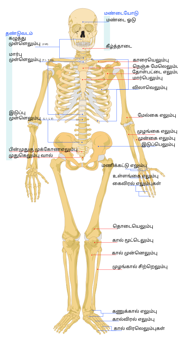 Human Skeleton Front Ta